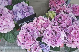 农历三月二十一， 花开满园时