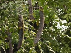 沙的湿度要适中