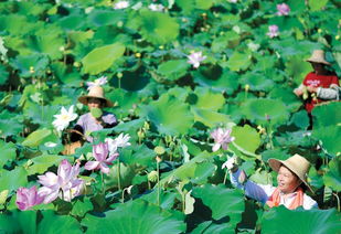 香椿基地， 生机盎然