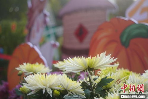 菊花：秋天的使者