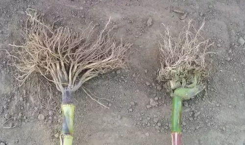 防范为主， 确保丰收