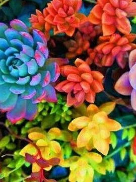 山地玫瑰休眠期浇水指南，6月爆款花卉必看！