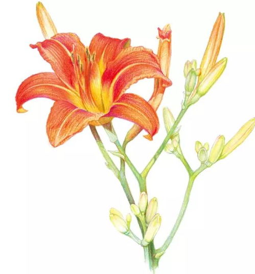 绒毛：防晒与装饰的双重角色