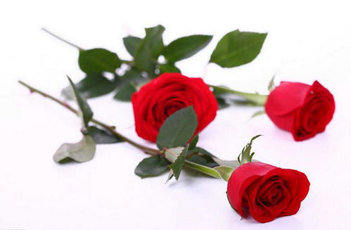 玫瑰花变小之谜：品种还是养护？