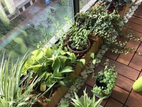 土壤与盆器，植物生长的基础