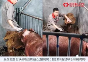 公猪采精调教的关键点是什么？如何确保采精效果
