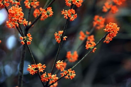 杭州市花是桂花吗？它为何能成为杭州的市花呢