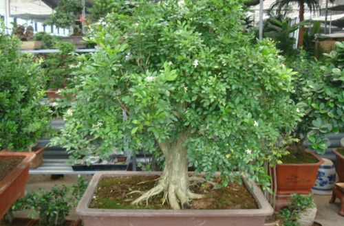 九里香花期有多长？在养殖过程中需要注意哪些事项