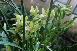 合理浇水是养好兰花的关键