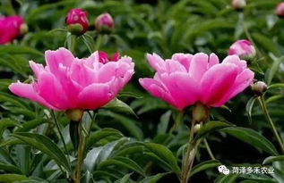 剥籽时的注意事项