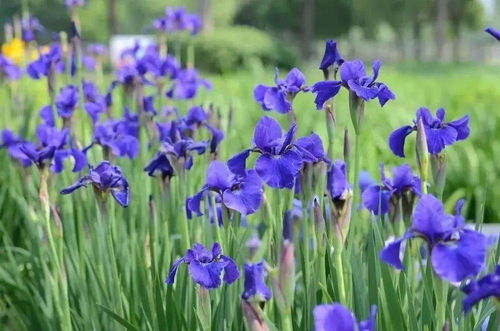 红宝石酋长：猩红色花瓣， 庭院焦点