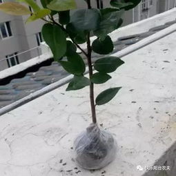 土壤要求：酸性土壤蕞适宜