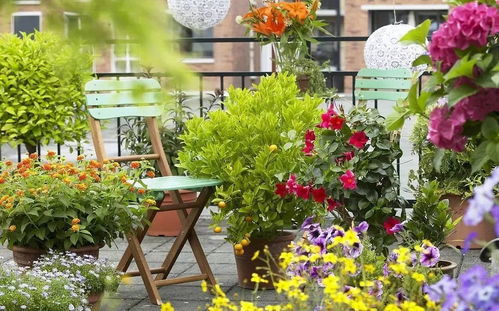 选择低维护矮花草的要点