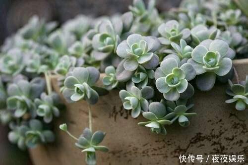 多肉界的耐寒战士
