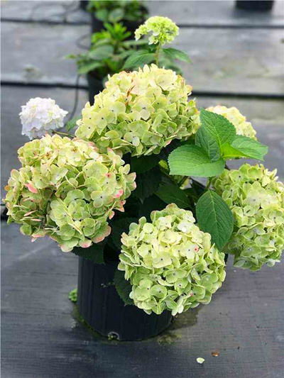 绣球根系嫩分泌抗菌物质， 减少根腐病发生