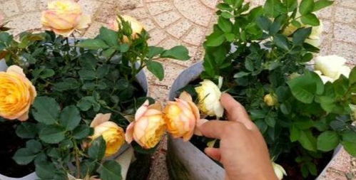 病虫害防治， 小问题不扰花儿笑颜