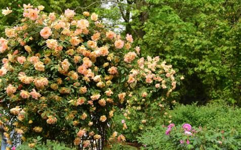 月季花种类繁多，选哪个好呢？