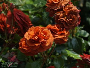 长得高， 开得艳，但无香味