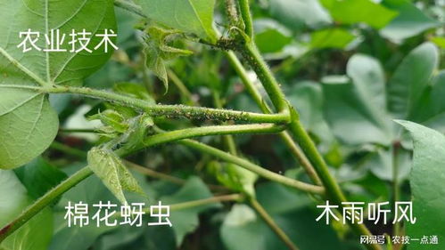 防治棉花蚜虫，这些农药帮你忙！