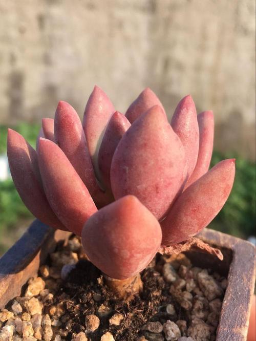 多肉植物整体颜色变化