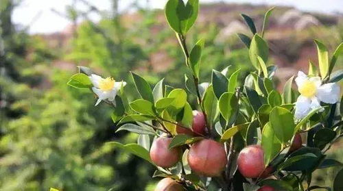 ④ 种子处理有门道