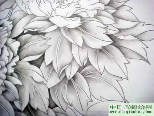 铅笔画牡丹高清美图，详细步骤揭秘
