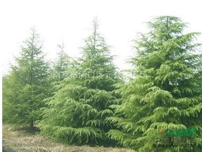 秋天的落叶时节