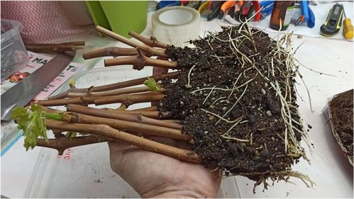 葡萄扦插，如何提高成活率