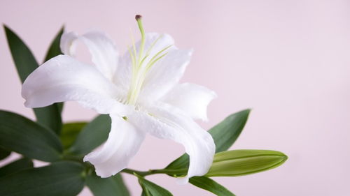 百合花，纯洁美丽