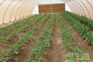 冬天大棚白菜打农药吗