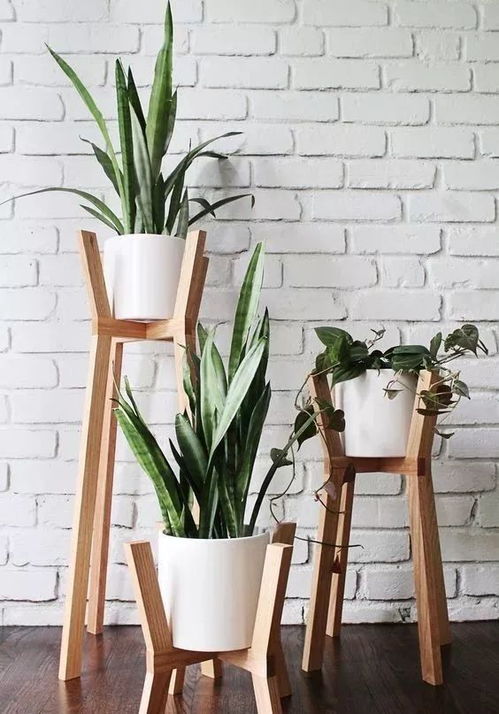 喷雾增湿术， 让叶片保持水灵灵的状态