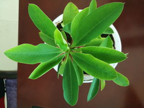 鸭掌木：智慧之花