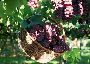 农药对人体的危害