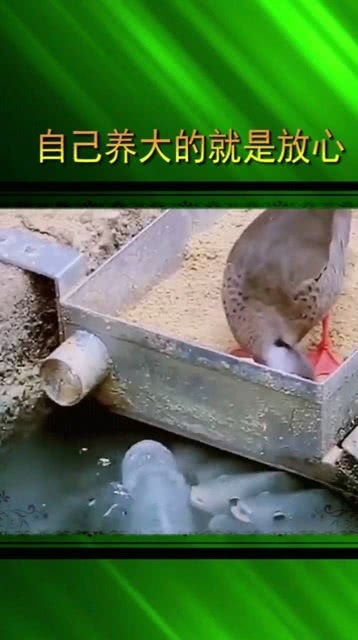 巧妙抓取幼崽，确保养殖安全