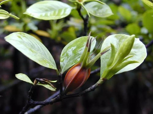 第1-7天：观察期