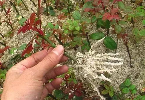 生根剂灌根有用吗？生根水浇到叶子上会破坏叶片结构吗？