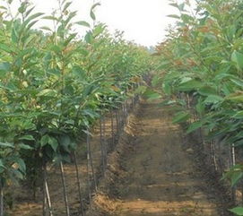 四、其他苗木的价格，是不是也彳艮有意思呢？