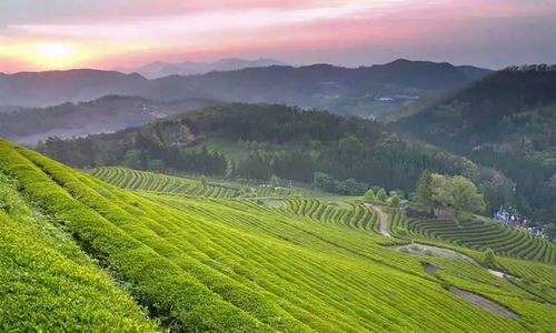 揭秘罗定茶油树育苗技术，打造顶级茶叶品质基地电话