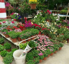 天水适合种植哪些花卉，市花市树品种有哪些推荐