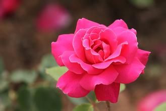 吉林市的市树和市花揭秘