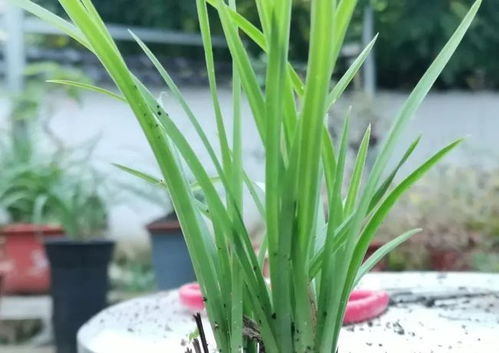 兰花腐苗的烦恼，新手养兰必kan这个！