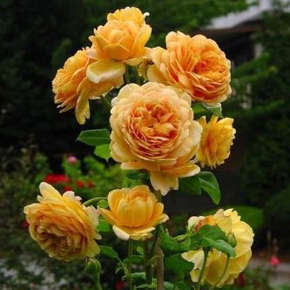 庭院里的阳光小秘密：桃色梅拉与福克斯月季大比拼