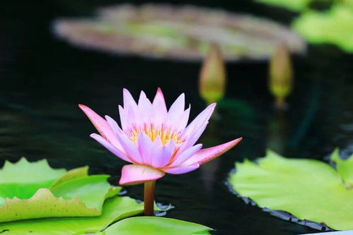 一、睡莲：水中的仙子