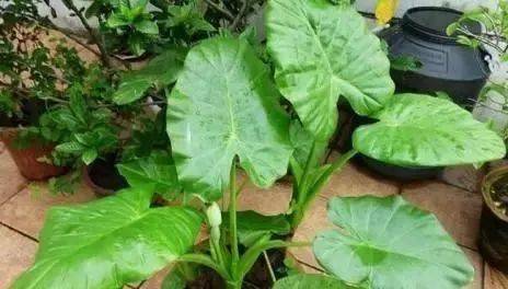 如何掌握滴水观音块茎繁殖与种植的关键步骤