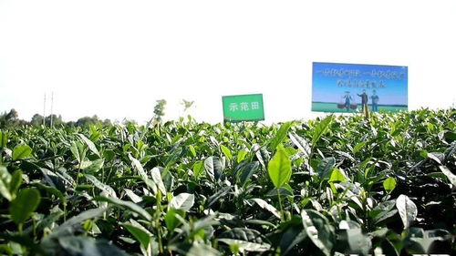 温光调控关键参数