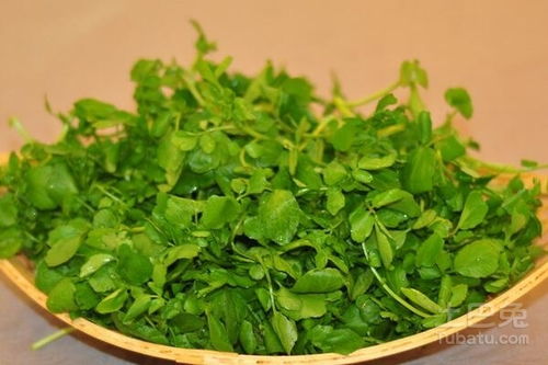 杜仲嫩芽作为饲料，其营养成分和药用价值对动物健康有哪些具体作用？