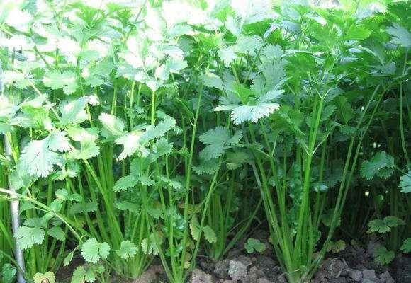 香菜种植，养生又赚钱？来听听这故事