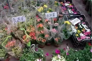 岭南花卉市场：广州花卉的“心脏”