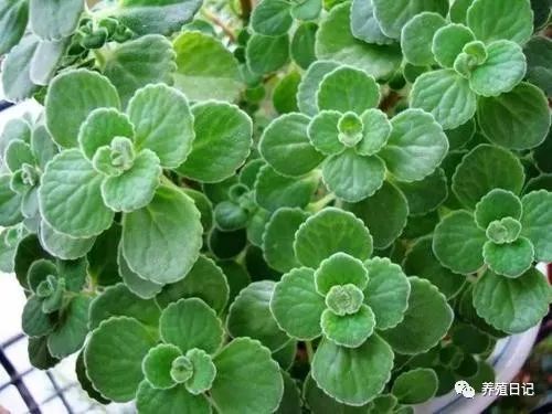碰碰香能驱蚊吗？家里放这些植物