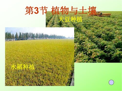 紫云英：绿肥之王， 土壤改良一把手